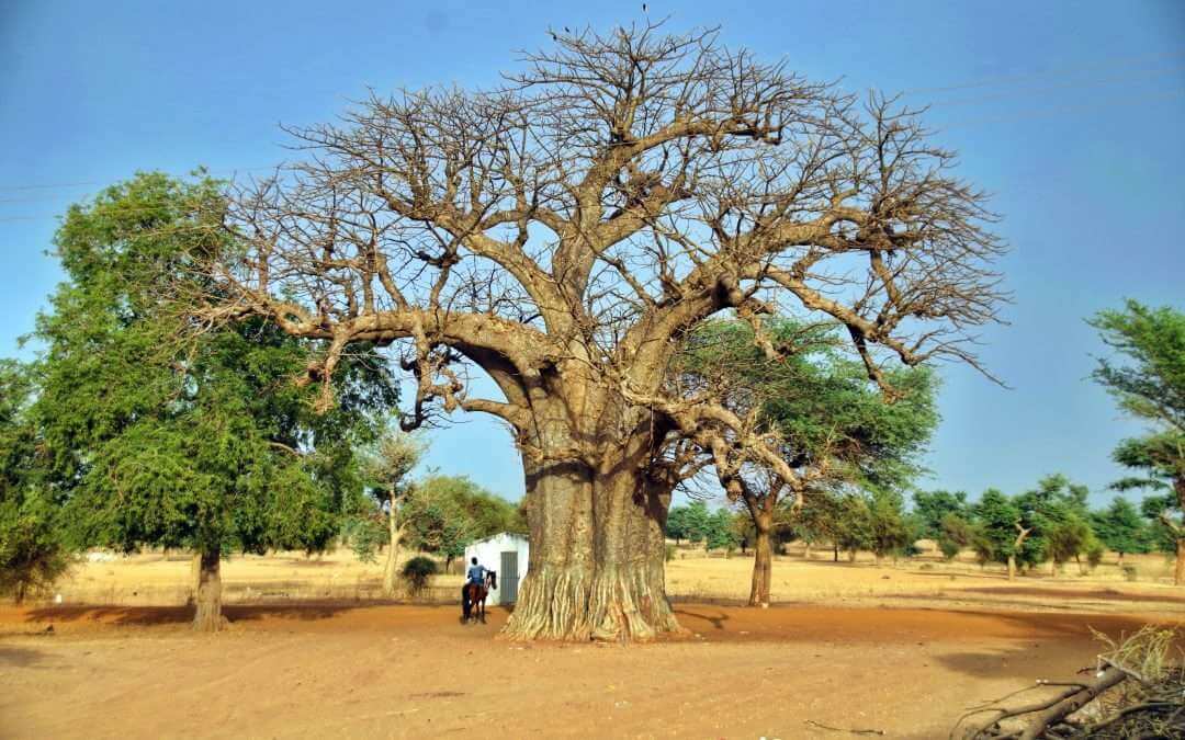 baobab Ndem