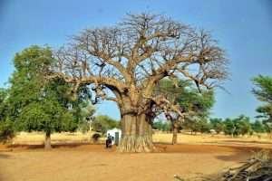 baobab Ndem