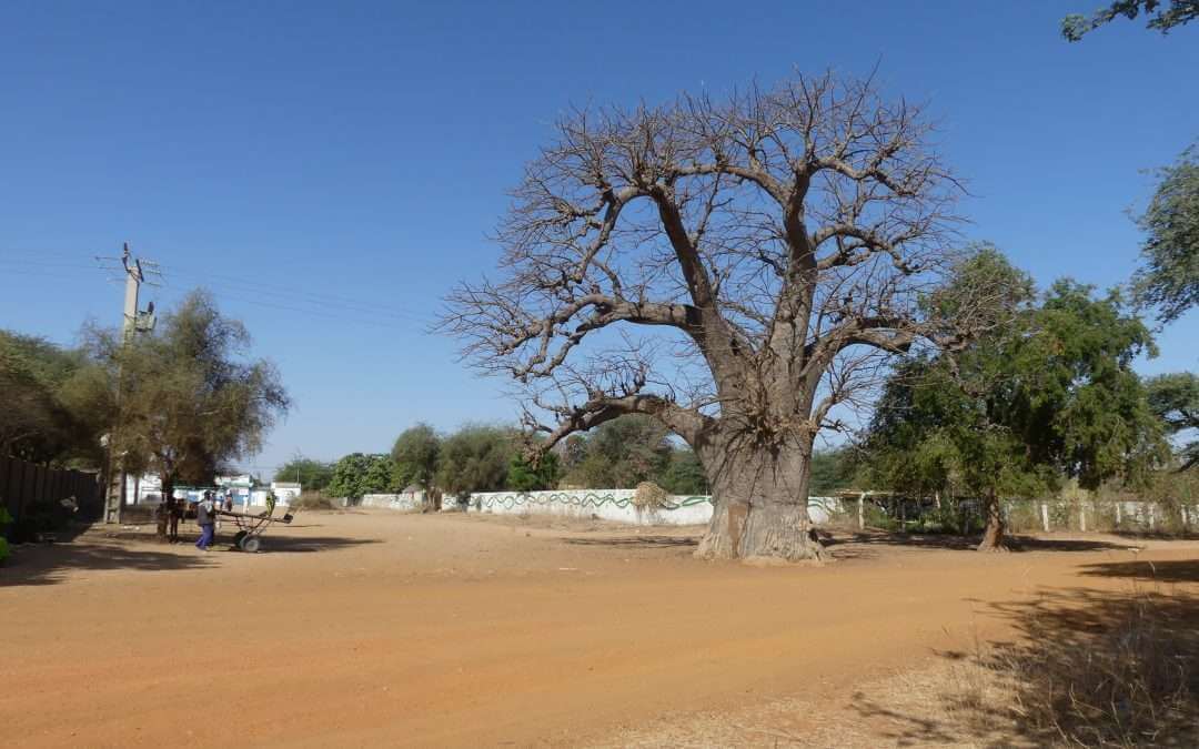 Baobab ndem