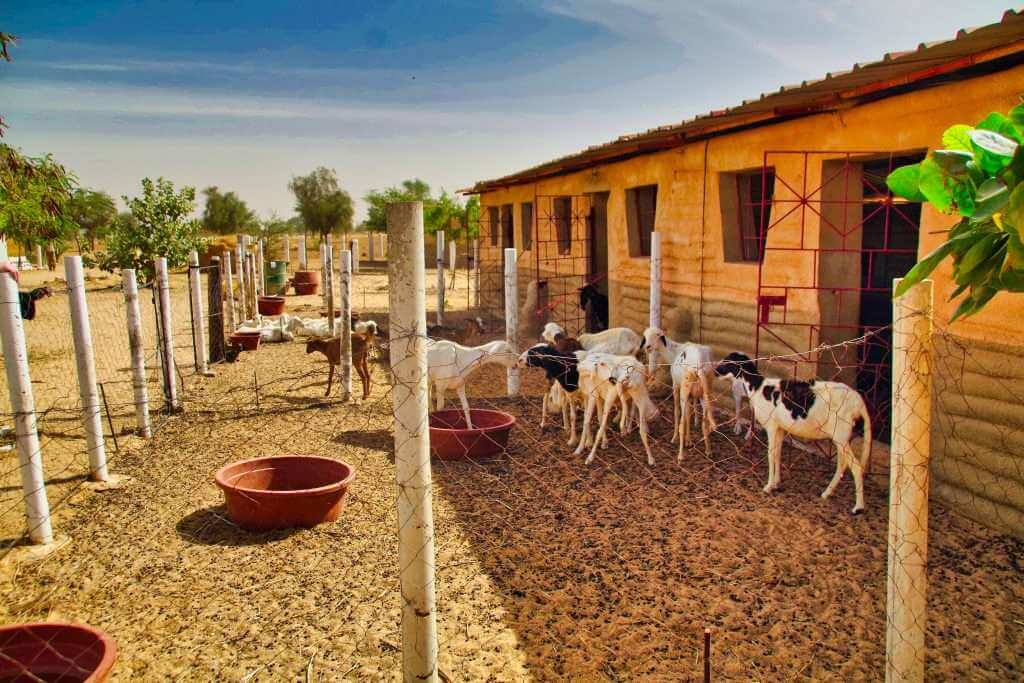 elevage Mbacké Cadior1