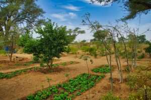 keur potie maraîchage