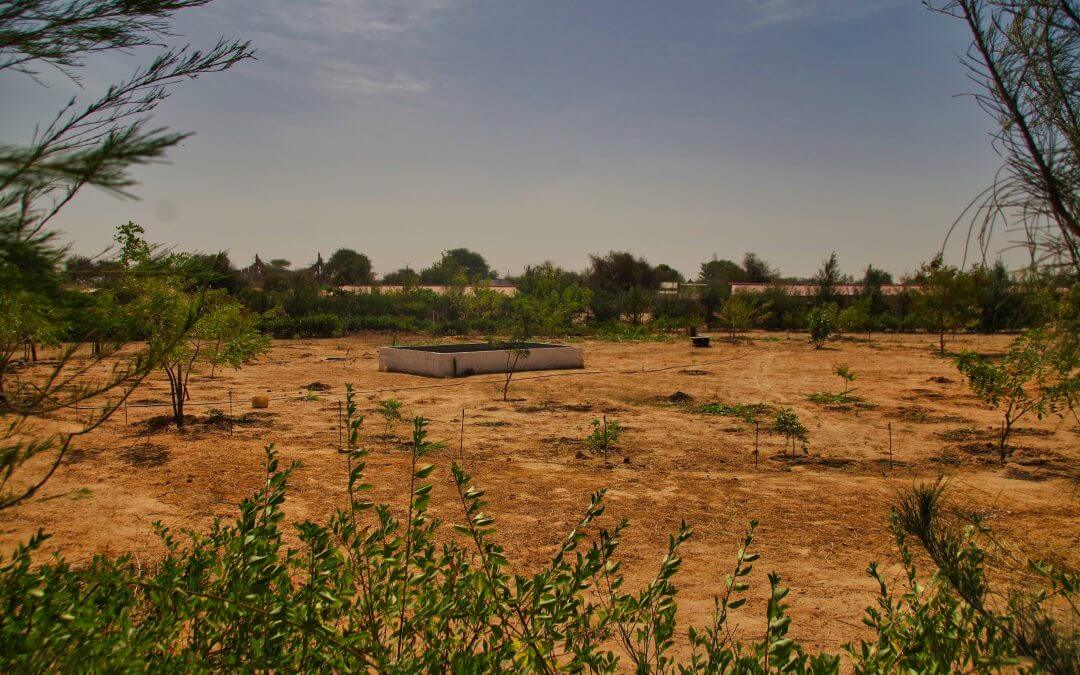 champ bioferme Mbacké Kadior