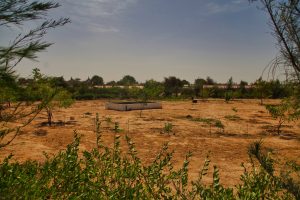 champ bioferme Mbacké Kadior